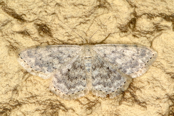 Heterocera 